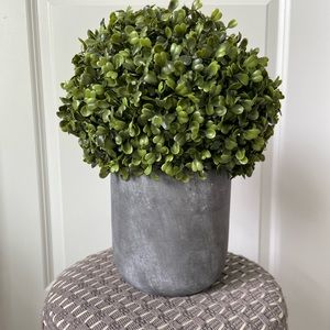 Boxwood Topiary